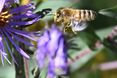 Busy Bee