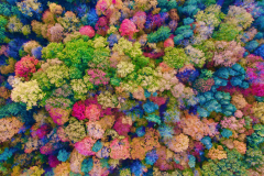 Colourful Dream Forest